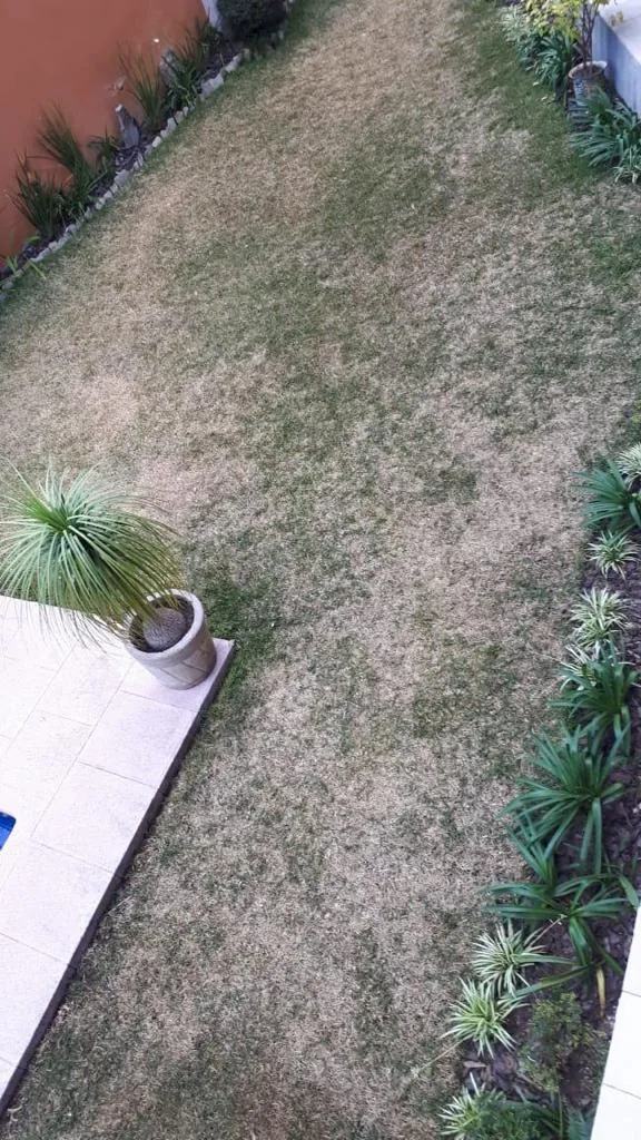 Antes: patio con pasto seco y sin vigor